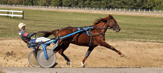 legaal gokken op trotting